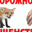 Врачи Трубчевской райветстанции рассказали о профилактике бешенства - Газета Земля Трубчевская